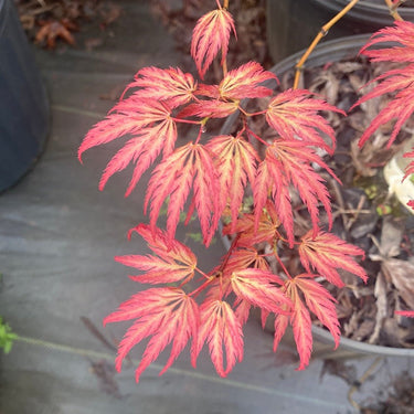Acer palmatum 'Jedeloh Orange' - Maple Ridge Nursery